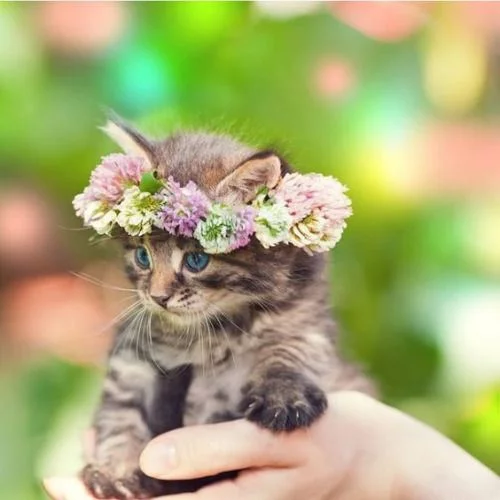 244aee17c7eedaa919cca234c3696775.webp