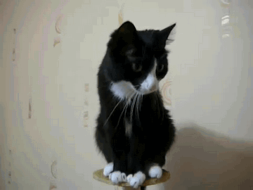 24ef5bbb8d475389.gif