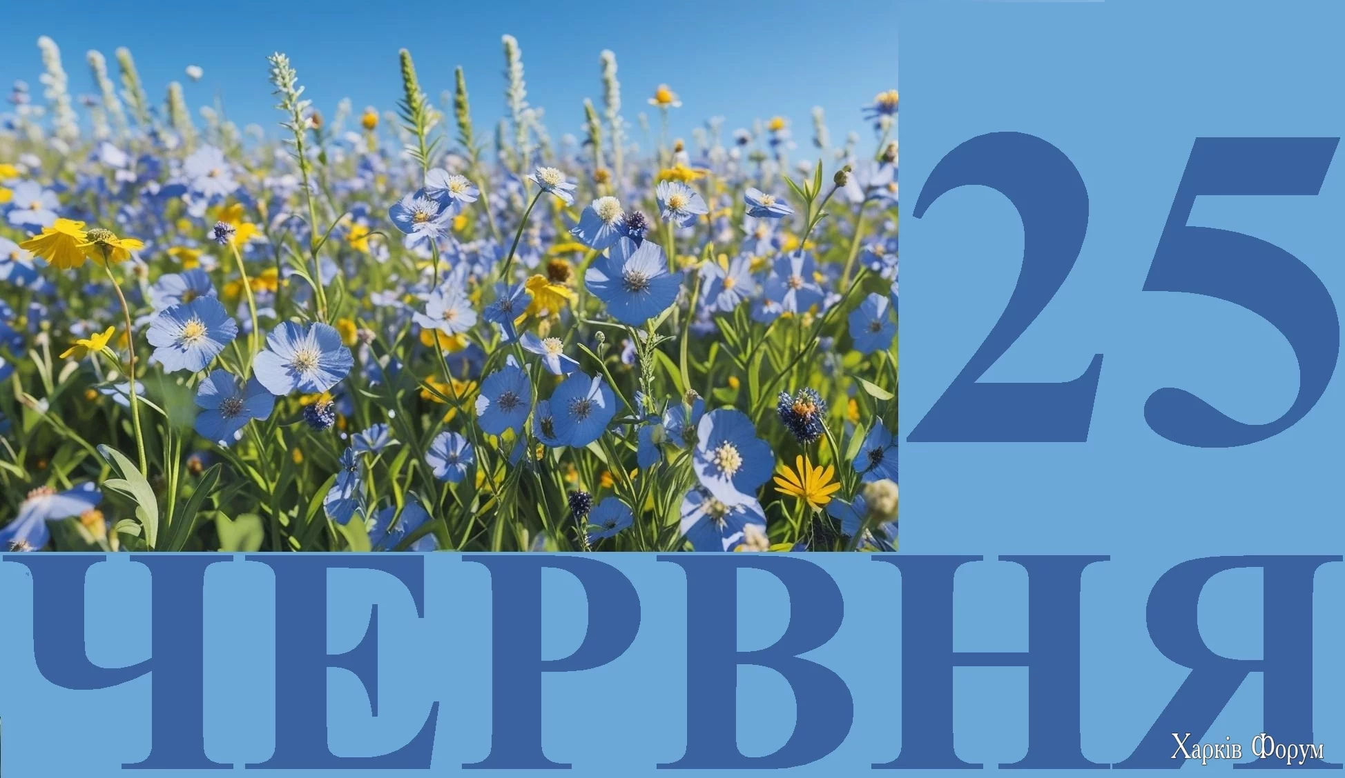 25-CHERVNYA.webp