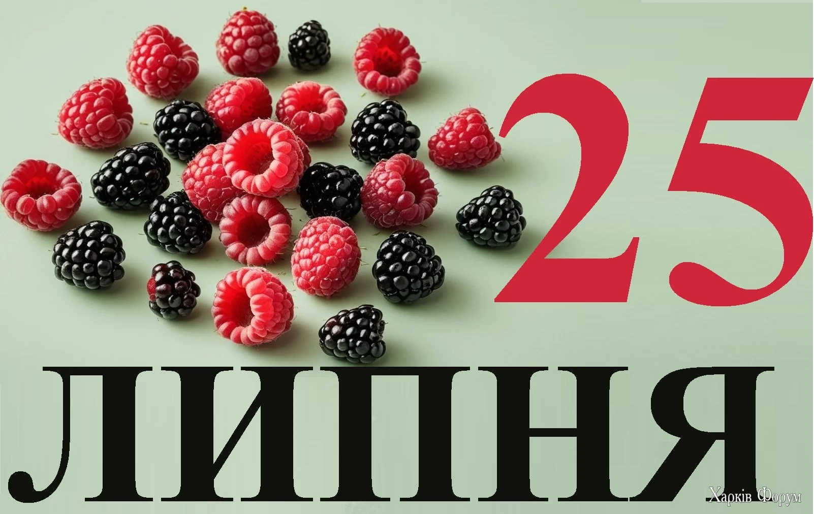 25-LIPNYA.webp