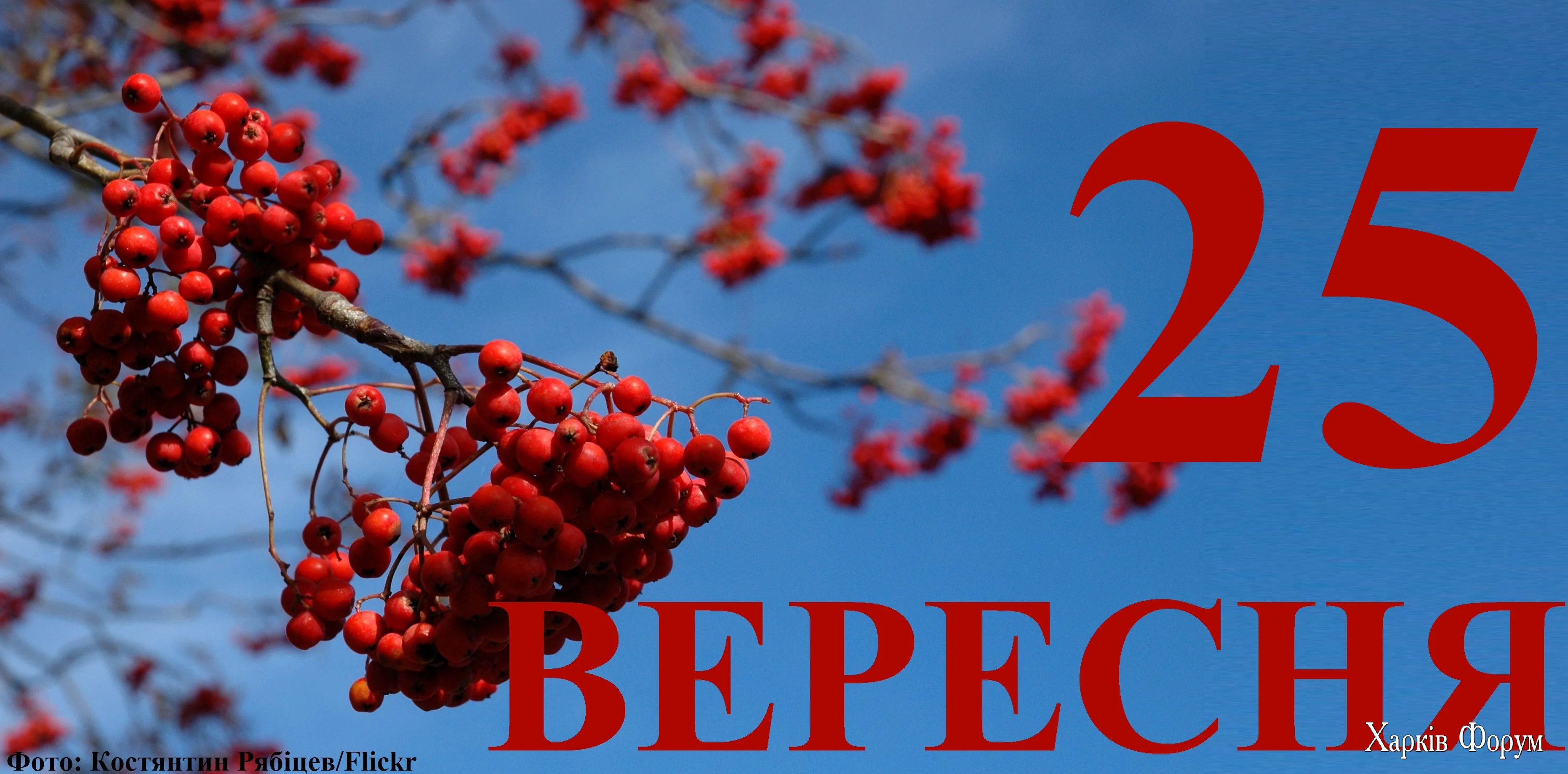 25-VERESNYA.webp