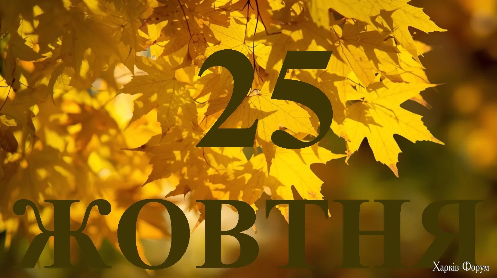 25-ZHOVTNYA.webp