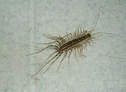 250px-House_centipede.webp