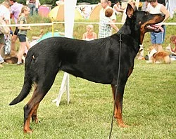 250px-Owczarek_francuski_beauceron_009pl.webp