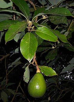 250px-Persea_americana_fruit.jpg