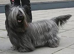 250px-Skye_terrier_800.webp