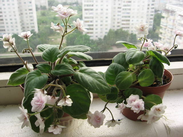 2528183_m.jpg