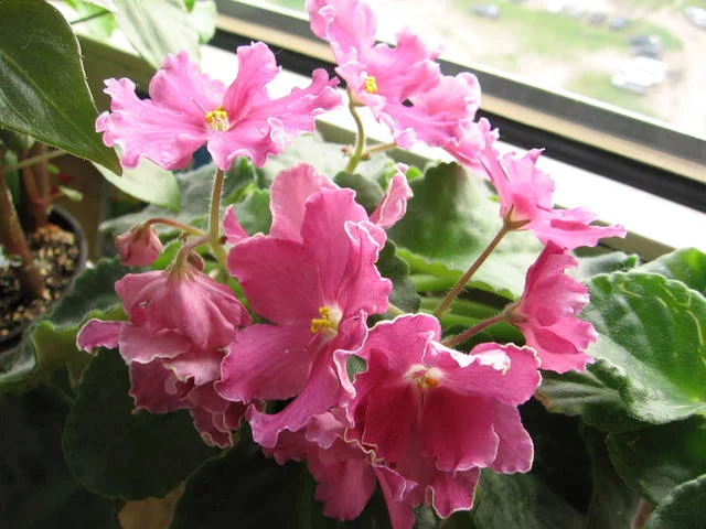 2528187_m.webp