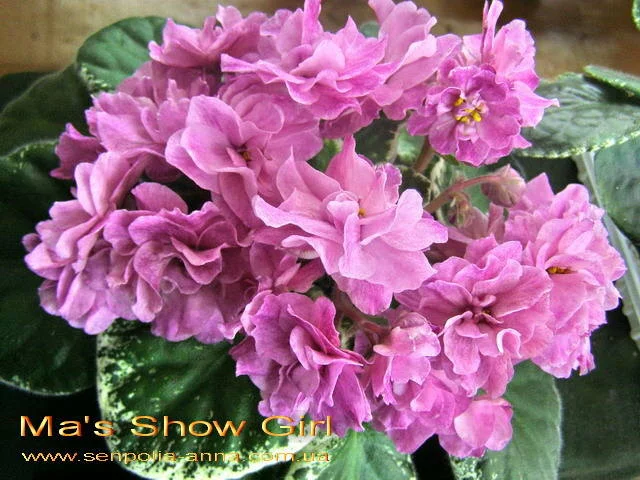 2571829_m.webp