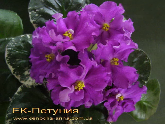 2571832_m.webp