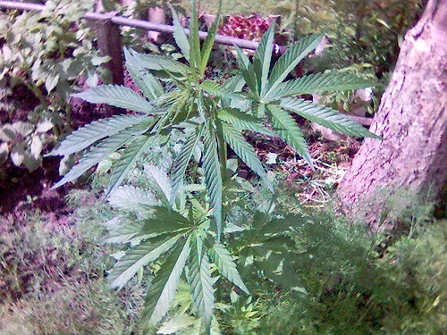 2579731943_67a1237feb.webp