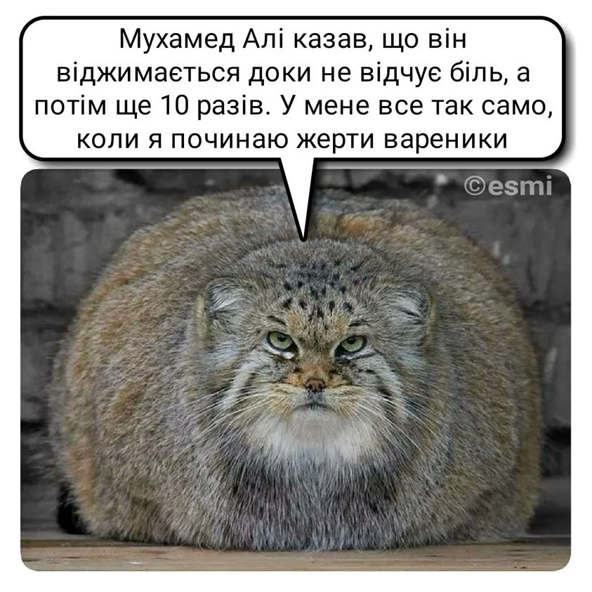 258760746_2683300635297248_1072360995281219525_n.webp