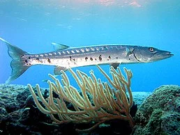 258px-Barracuda_laban.webp