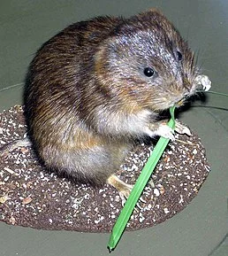258px-Water.vole.arp.webp