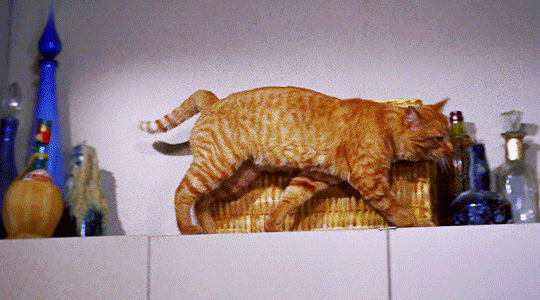 25bb02f436b1512855a3fdeaec9262becd383594.gif