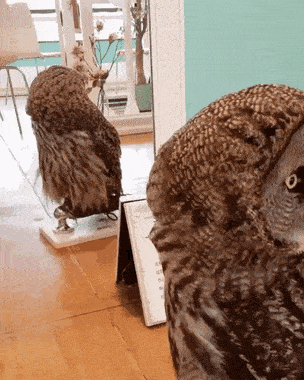 25cc026c1f31e6610.gif