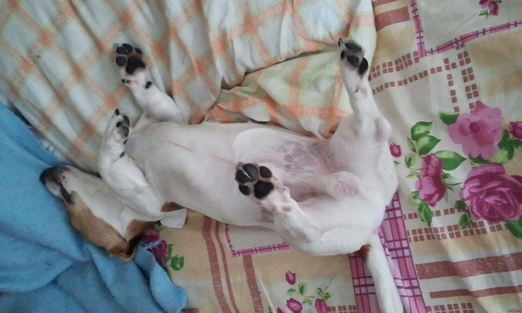 25z.webp