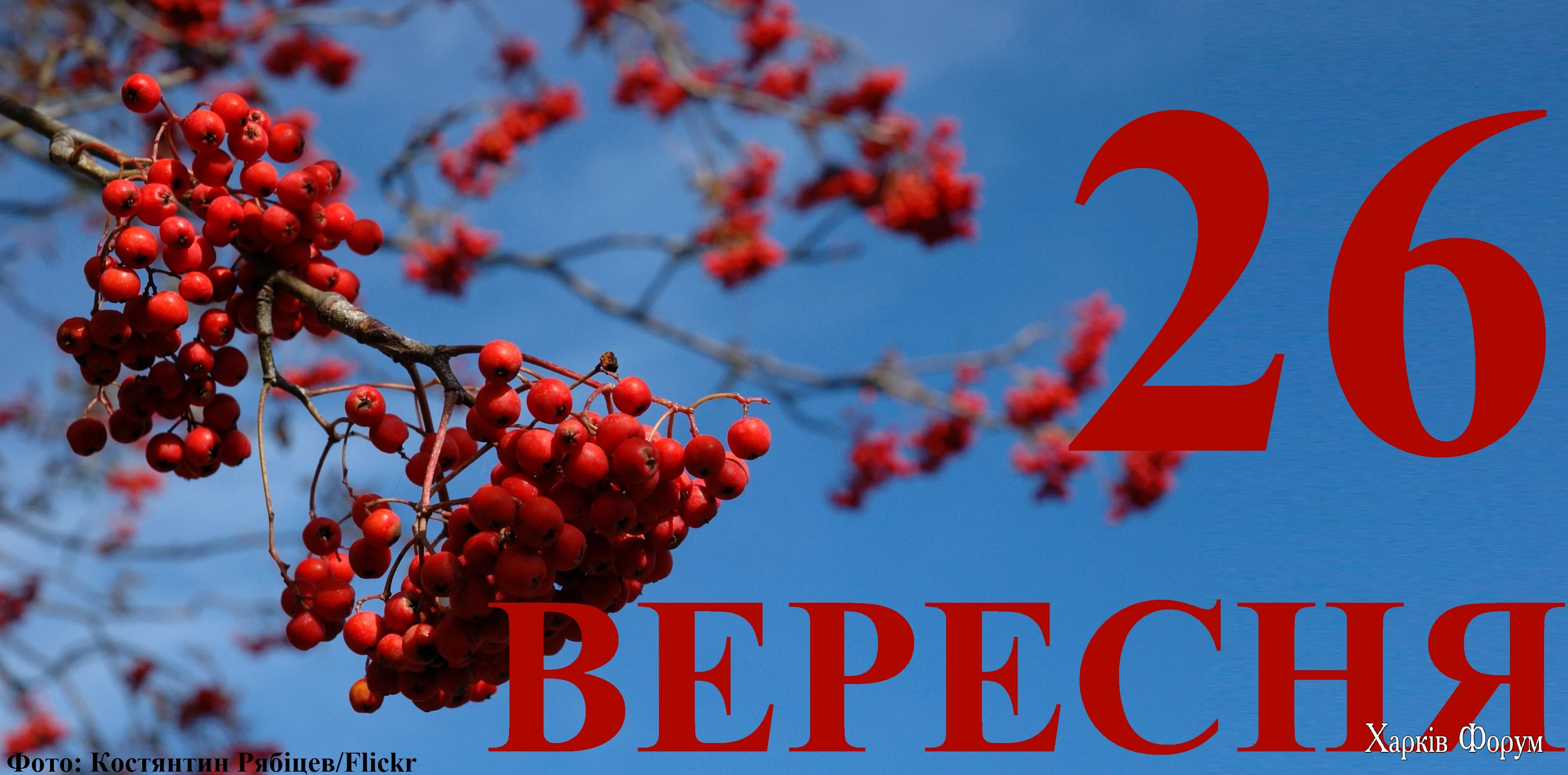26-VERESNYA.webp