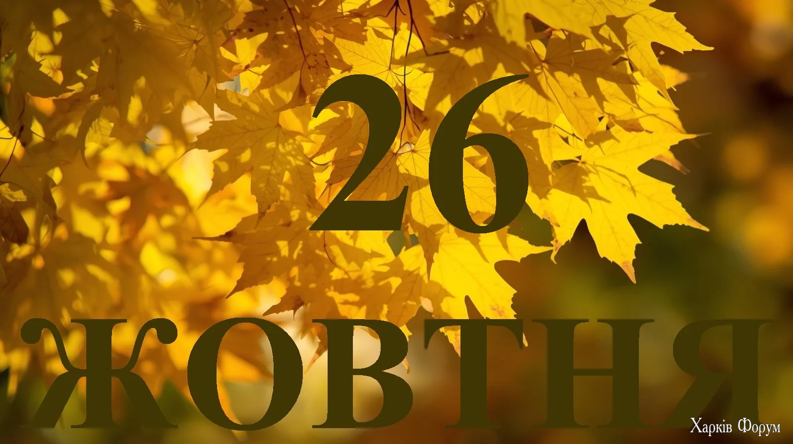 26-ZHOVTNYA.webp