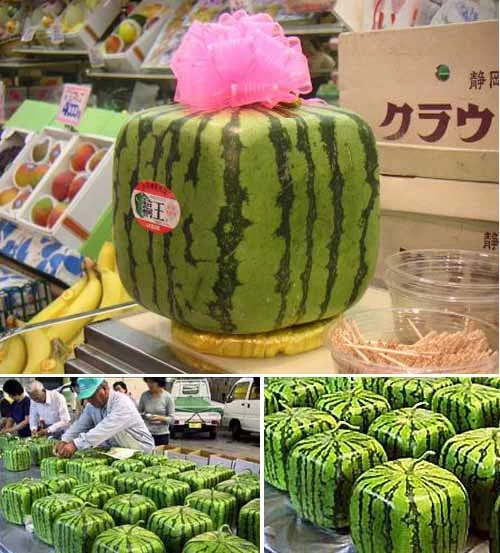26060814562.webp