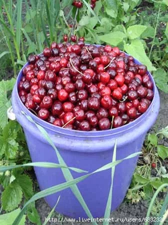 26264585_vedro_chereshni.webp
