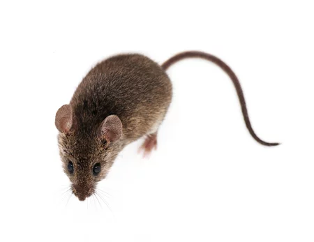 26328316-mouse-isolated-on-white-background.webp
