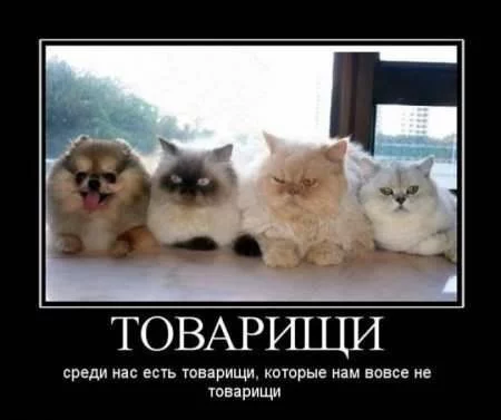 263306211.webp