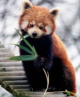 265px-Ailurus_fulgens_RoterPanda_LesserPanda.webp