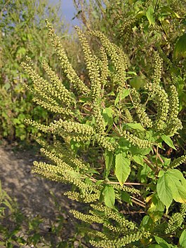 265px-Ambrosia_trifida_%28inflorescences%29.jpg