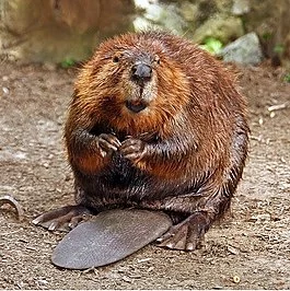 265px-American_Beaver.webp