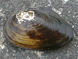 265px-Anodonta_anatina1.webp