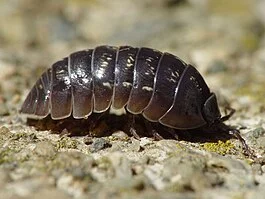 265px-Armadillidium_vulgare_001.webp