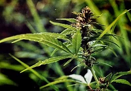 265px-Cannbis_indica_female_flos.webp