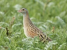 265px-Corncrake_%28Crex_crex%29.webp