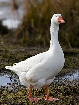 265px-Domestic_Goose.webp