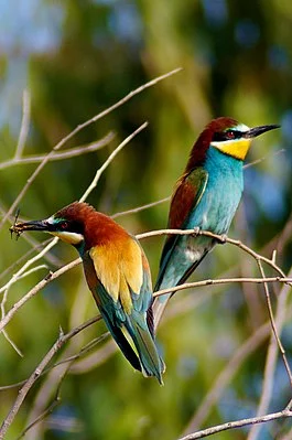 265px-European_bee_eater.webp