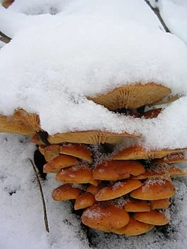 265px-Flammulina_velutipes_60.webp