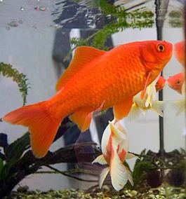 265px-Goldfish3.webp