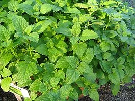 265px-Melissa_officinalis2.webp