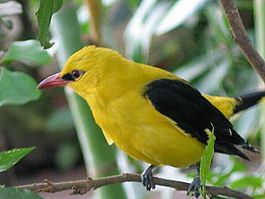 265px-Oriole_2.jpg