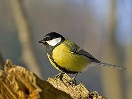 265px-Parus_major_m.webp