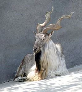 265px-Turkomen_Markhor.webp