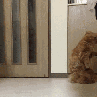 2672091_original.gif