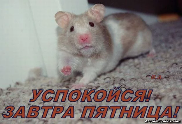 2678429.webp