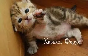 26b57684f2285b657e6.webp