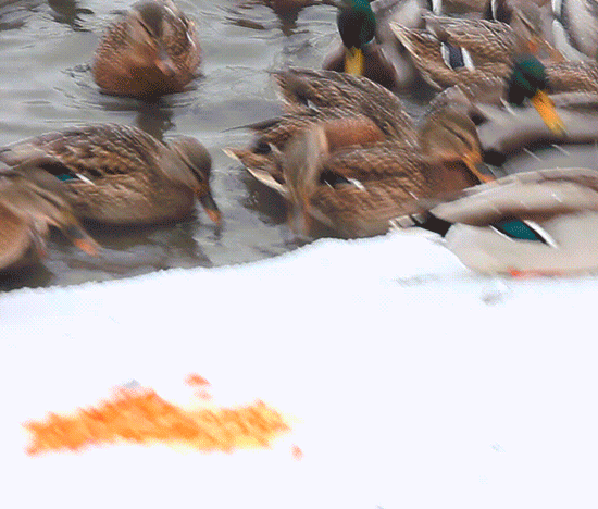 26f2abdb25841d7ce3.gif