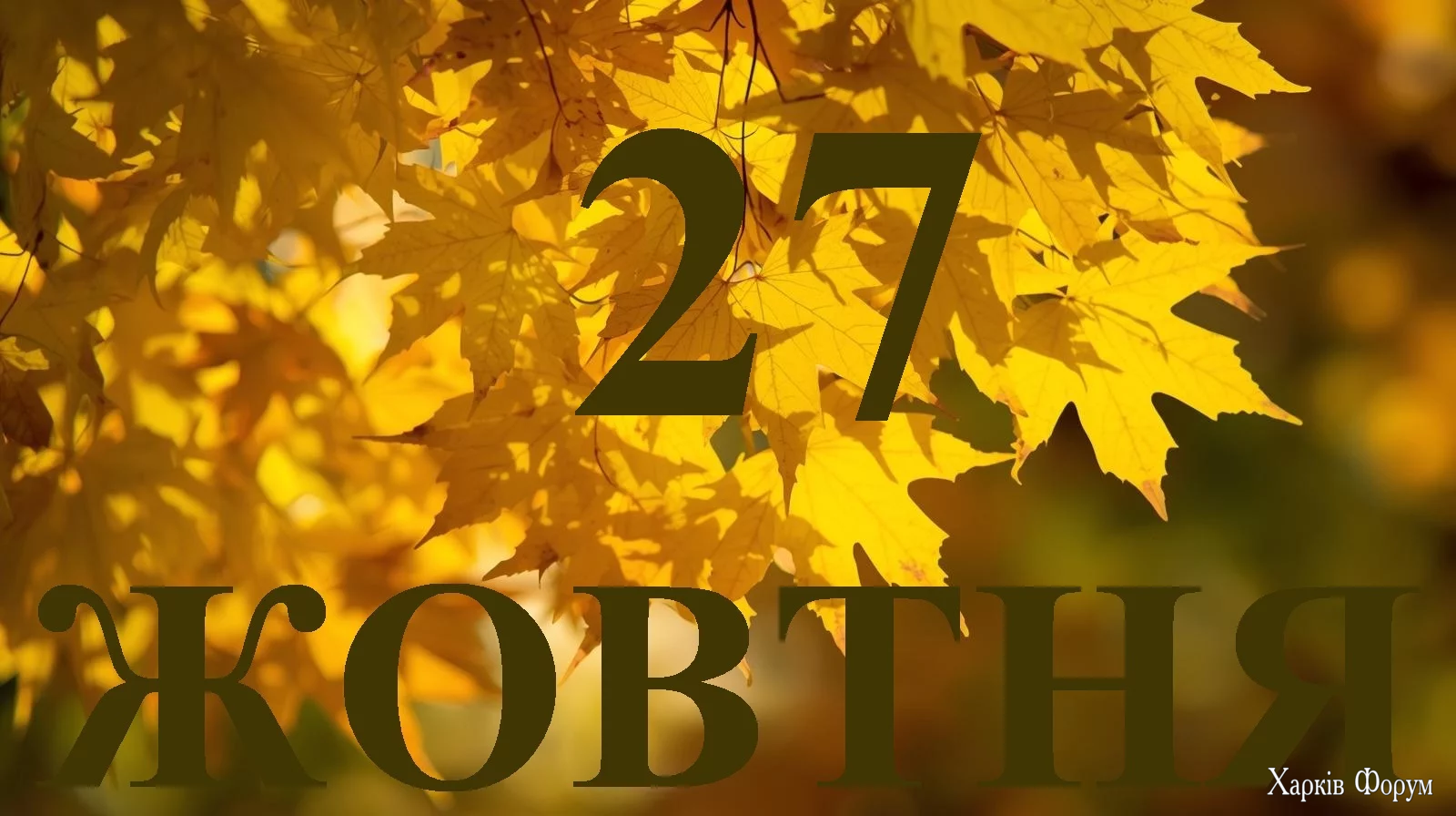 27-ZHOVTNYA.webp