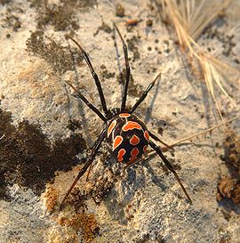 270px-Latrodectus_tredecimguttatus_female.jpg