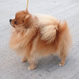 274px-Pomeranian_600.jpg