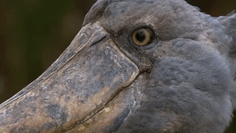 275f0fb4e7d31fd4eaba24cf6a2cf64628511b9d.gif